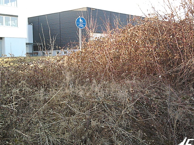 Radweg in den Brombeeren