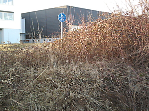 Radweg in den Brombeeren